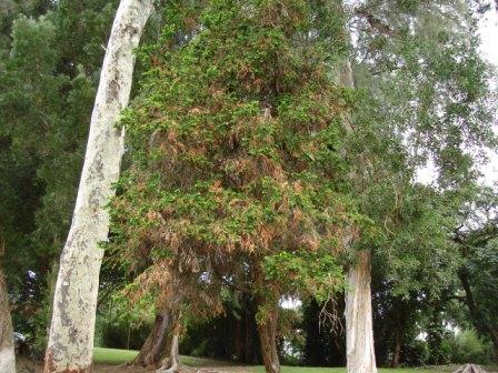 vog damage to trees